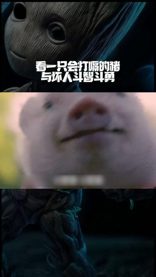 关于猪的搞笑电影,爆笑猪界喜剧大作战